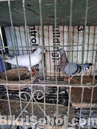 ৮ জোড়া কবুতর খাঁচা সহ বিক্রি হবে